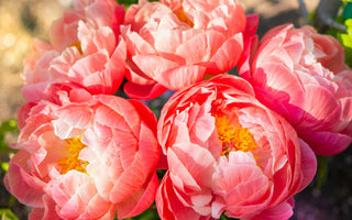 Spring Reboot: Gratitude, More Than Just Looking On The Bright Side