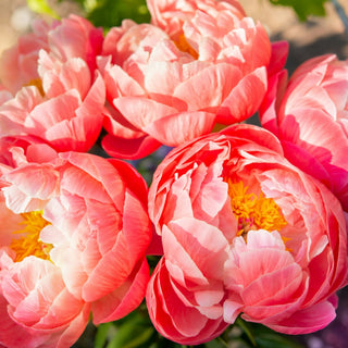 Spring Reboot: Gratitude, More Than Just Looking On The Bright Side