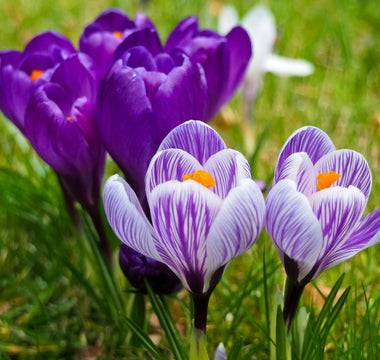 Crocus breaking through for spring